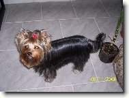 Jork��rsk� terier, Yorkshire Terrier,
