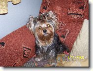 Jork��rsk� terier, Yorkshire Terrier,