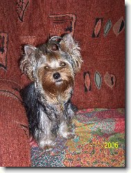 Jork��rsk� terier, Yorkshire Terrier,