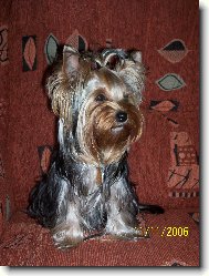 Jork��rsk� terier, Yorkshire Terrier,