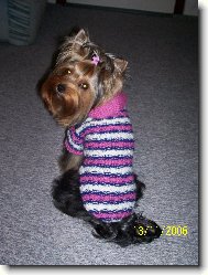 Jork��rsk� terier, Yorkshire Terrier,