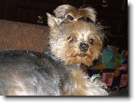 Jork��rsk� terier, Yorkshire Terrier,