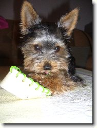 Jork��rsk� terier, Yorkshire Terrier,