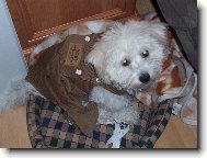 Bichon � poil fris�, Bichon Frise
