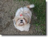 �icu, Shih-Tzu
