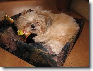 �icu, Shih-Tzu