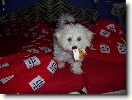 Bichon � poil fris�, Bichon Frise