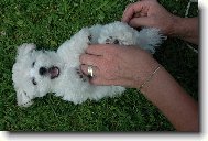 Bichon � poil fris�, Bichon Frise