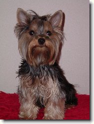 Jork��rsk� terier, Yorkshire Terrier,