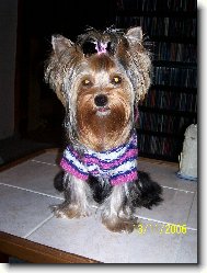 Jork��rsk� terier, Yorkshire Terrier,
