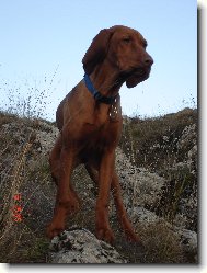 R�vidsz�r� Magyar Vizsla, Hungarian Short-haired Pointing Dog