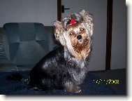 Jork��rsk� terier, Yorkshire Terrier,