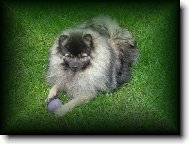 Deutscher spitz - Kleinspitz, German Spitz � Miniature Spitz