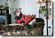 Perro Sin Pelo del Per�