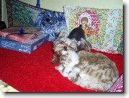Jork��rsk� terier, Yorkshire Terrier,