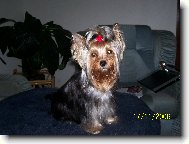 Jork��rsk� terier, Yorkshire Terrier,