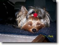 Jork��rsk� terier, Yorkshire Terrier,