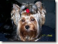 Jork��rsk� terier, Yorkshire Terrier,