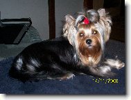 Jork��rsk� terier, Yorkshire Terrier,
