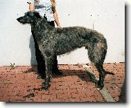 Grosser M�nsterlander, Large Munsterlander