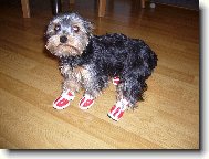 Jork��rsk� terier, Yorkshire Terrier,