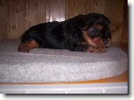 Jork��rsk� terier, Yorkshire Terrier,