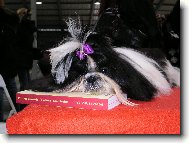 �icu, Shih-Tzu