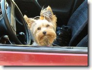 Jork��rsk� terier, Yorkshire Terrier,