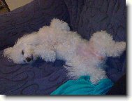 Bichon � poil fris�, Bichon Frise