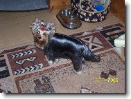 Jork��rsk� terier, Yorkshire Terrier,