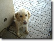 Str� domu