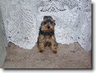Jork��rsk� terier, Yorkshire Terrier,