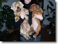 Jork��rsk� terier, Yorkshire Terrier,
