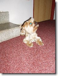 Jork��rsk� terier, Yorkshire Terrier,