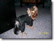 Jork��rsk� terier, Yorkshire Terrier,