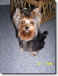 Jork��rsk� terier, Yorkshire Terrier,