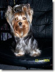 Jork��rsk� terier, Yorkshire Terrier,