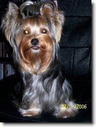 Jork��rsk� terier, Yorkshire Terrier,