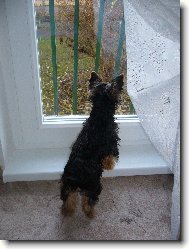 Jork��rsk� terier, Yorkshire Terrier,