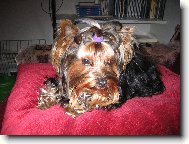 Jork��rsk� terier, Yorkshire Terrier,