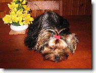 Jork��rsk� terier, Yorkshire Terrier,