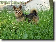 Deutscher spitz - Mittelspitz, German Spitz � Medium size Spitz