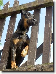 Deutscher Jagdterrier