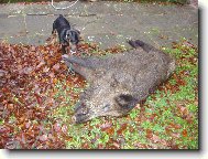 Deutscher Jagdterrier