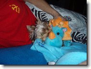 Jork��rsk� terier, Yorkshire Terrier,