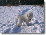 Bichon � poil fris�, Bichon Frise