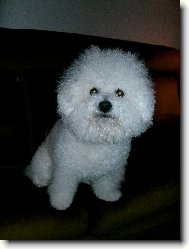 Bichon � poil fris�, Bichon Frise