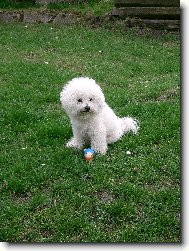 Bichon � poil fris�, Bichon Frise