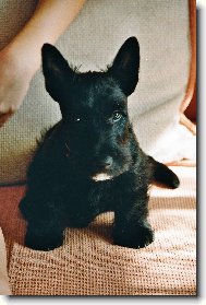 Scottish terrier