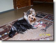 Jork��rsk� terier, Yorkshire Terrier,